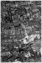 Petrified wood, Escalante Petrified Forest State Park. Utah, USA (black and white)