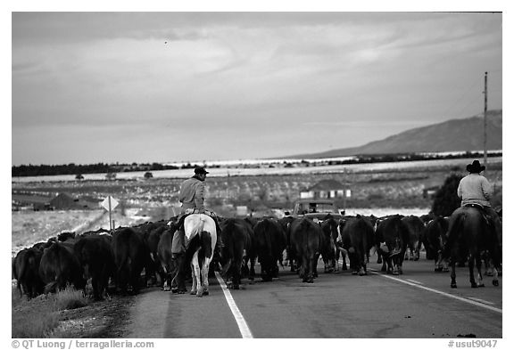 Cowboys escorting cattle on a road near Moab. Utah, USA (black and white)