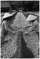 Women picking up dried anchovies. Phu Quoc Island, Vietnam ( black and white)