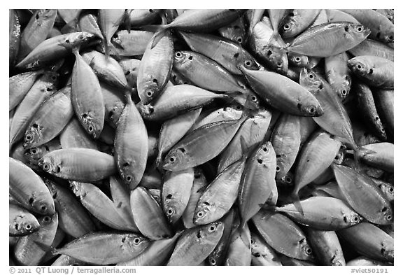 Freshly caught fish, Duong Dong. Phu Quoc Island, Vietnam (black and white)