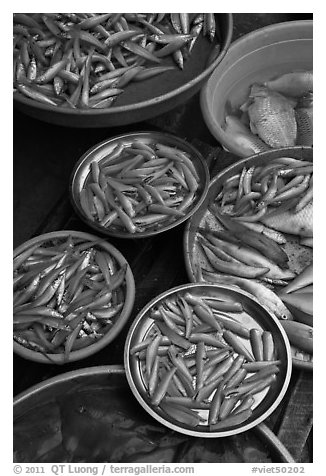 Close-up of fish in baskets, Duong Dong. Phu Quoc Island, Vietnam (black and white)