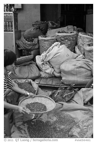 Woman preparing traditional medicine ingredients. Cholon, Ho Chi Minh City, Vietnam (black and white)