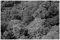 Tropical forest canopy. Ta Cu Mountain, Vietnam (black and white)
