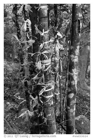 Multicolored ribbons on tree trunks. Ta Cu Mountain, Vietnam (black and white)