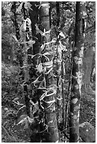 Multicolored ribbons on tree trunks. Ta Cu Mountain, Vietnam (black and white)