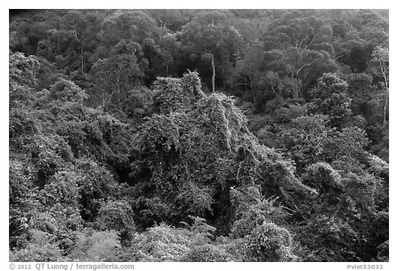 Tropical forest on hillside. Ta Cu Mountain, Vietnam
