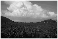Thanh long fruit (pitaya) field and moonson clouds. Vietnam (black and white)