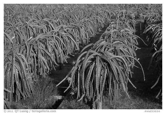 Rows of Dragon fruit cacti. Vietnam