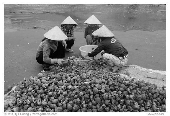 Women crushing shells to extract eddible part. Mui Ne, Vietnam