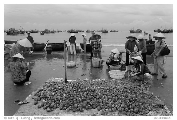 Freshly harvested shells on beach with backdrop of fishing boats. Mui Ne, Vietnam (black and white)