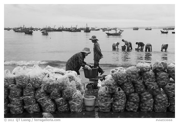 Shells packed for sale on beach, Lang Chai. Mui Ne, Vietnam