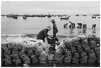 Shells packed for sale on beach, Lang Chai. Mui Ne, Vietnam (black and white)