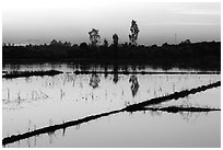 Flooded rice fields at sunset. Mekong Delta, Vietnam (black and white)