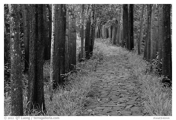 Paved path in forest. My Son, Vietnam (black and white)