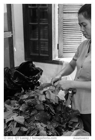 Woman detaching leaves for feeding silkworms. Hoi An, Vietnam (black and white)