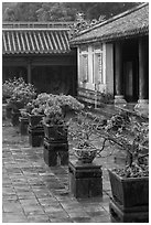 Bonsai trees in palace courtyard, citadel. Hue, Vietnam ( black and white)
