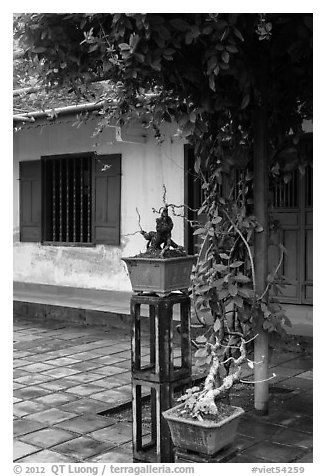 Bonsai trees and monastic buildings, Thien Mu pagoda. Hue, Vietnam (black and white)