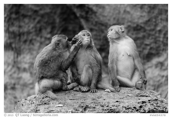 Three monkeys. Halong Bay, Vietnam (black and white)