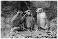 Three monkeys. Halong Bay, Vietnam ( black and white)