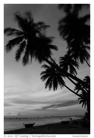 Beach at sunset with palm trees and coracle boats. Mui Ne, Vietnam (black and white)
