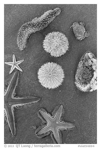 Close-up of beach with sea star, sea anemone, sea urchin, and sea cucumber. Mui Ne, Vietnam