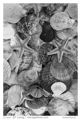 Close-up of colorful sea shells. Mui Ne, Vietnam (black and white)