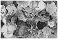 Multicolored sea shells. Mui Ne, Vietnam (black and white)