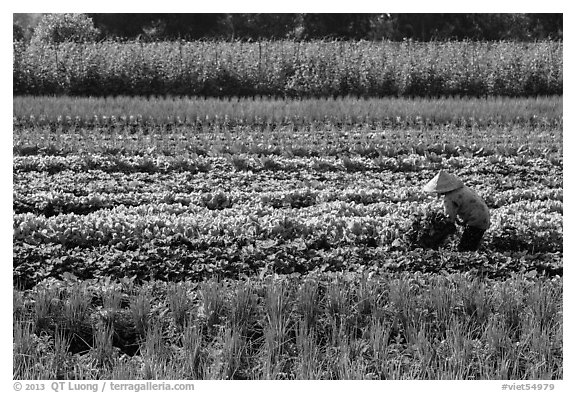 Woman in field of vegetables. Tra Vinh, Vietnam (black and white)