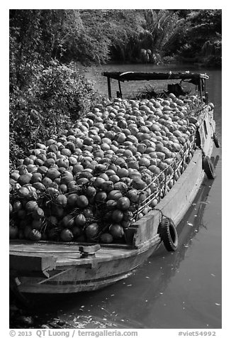 Barge loaded with coconuts. Tra Vinh, Vietnam (black and white)