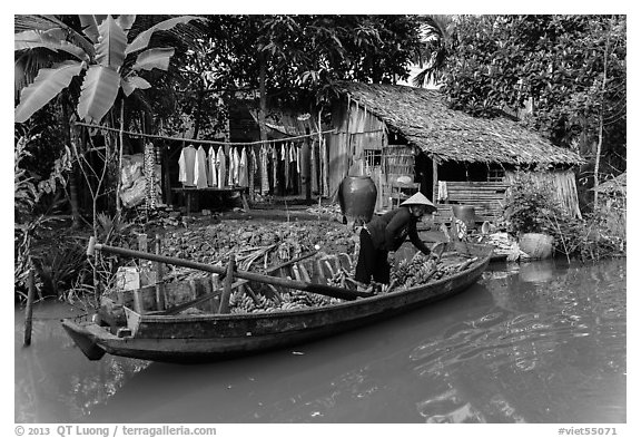 Woman unloading bananas from boat, with her house behind. Can Tho, Vietnam (black and white)