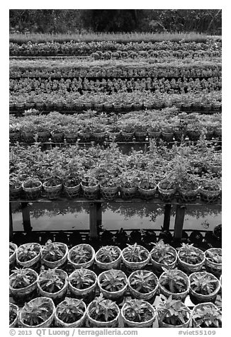 Potted flowers rows. Sa Dec, Vietnam (black and white)