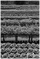 Potted flowers rows. Sa Dec, Vietnam (black and white)