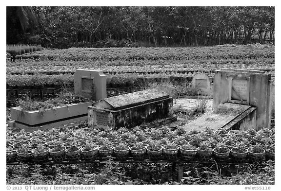 Tombs amidst rows of potted flowers. Sa Dec, Vietnam (black and white)