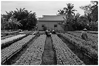 Workers amongst rows of potted flowers. Sa Dec, Vietnam (black and white)