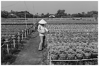 Woman caring for flowers in nursery. Sa Dec, Vietnam (black and white)