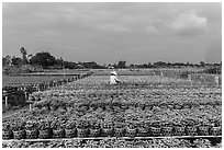 Rows of potted plants. Sa Dec, Vietnam (black and white)