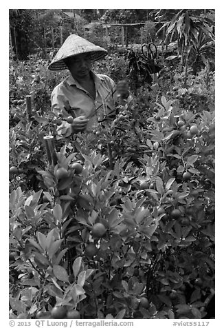 Man taking care of fruit trees. Sa Dec, Vietnam (black and white)