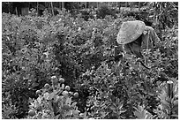 Man working in fruit orchard. Sa Dec, Vietnam (black and white)