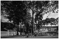 Tall trees on street through Tao Dan park. Ho Chi Minh City, Vietnam ( black and white)