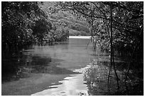 Channel in mangrove forest, Bay Canh Island, Con Dao National Park. Con Dao Islands, Vietnam ( black and white)