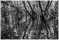 Mangroves and reflections, Bay Canh Island, Con Dao National Park. Con Dao Islands, Vietnam ( black and white)