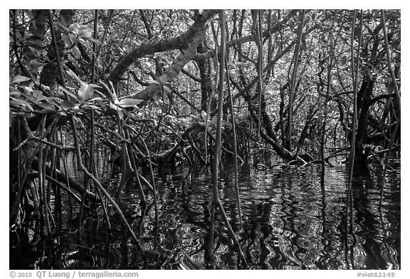 Dense mangroves growing in water, Bay Canh Island, Con Dao National Park. Con Dao Islands, Vietnam (black and white)