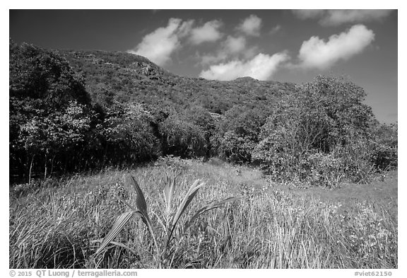Grasses and dry tropical forest, Bay Canh Island, Con Dao National Park. Con Dao Islands, Vietnam (black and white)
