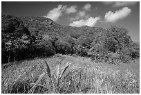 Grasses and dry tropical forest, Bay Canh Island, Con Dao National Park. Con Dao Islands, Vietnam ( black and white)
