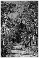 Trail through forest, Bay Canh Island, Con Dao National Park. Con Dao Islands, Vietnam ( black and white)