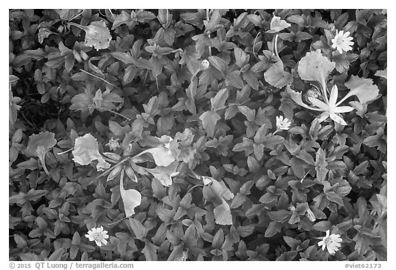 Close up of tropical leaves and flowers, Con Son. Con Dao Islands, Vietnam (black and white)