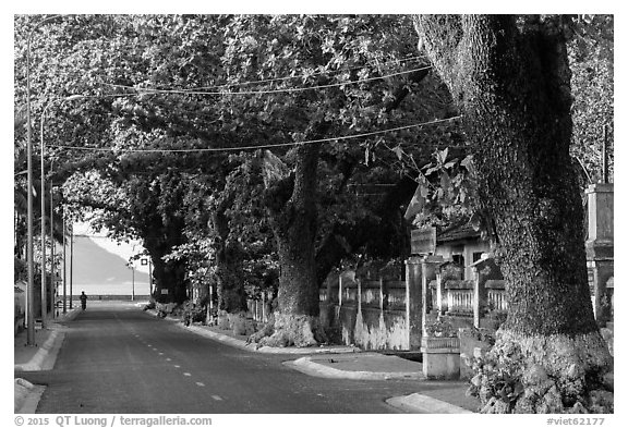 Street lined with old trees, Con Son. Con Dao Islands, Vietnam (black and white)