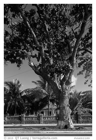 Old tree and colonial-area house, Con Son. Con Dao Islands, Vietnam (black and white)