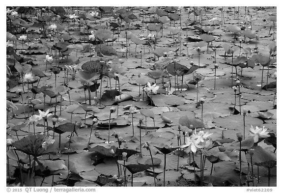 Carpet of lotus flowers. Con Dao Islands, Vietnam (black and white)