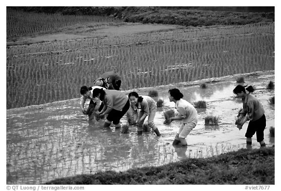 Women tending to rice fields. Vietnam (black and white)